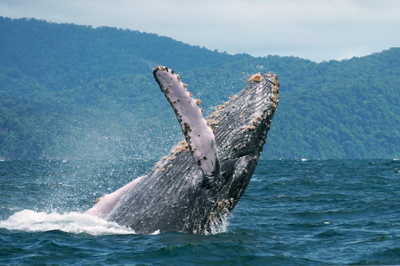Ballena yubarta saltando frente a la costa del Pacífico